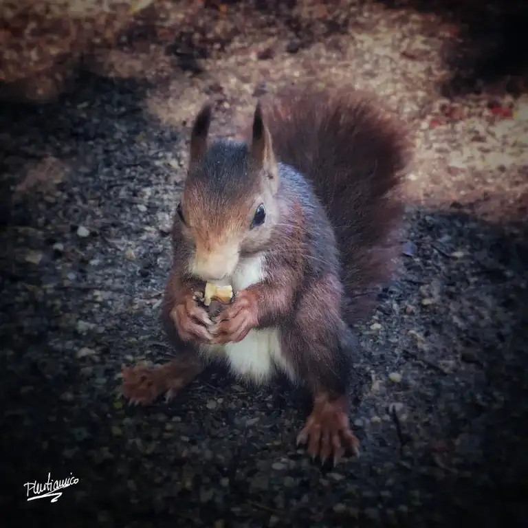Una ardilla en el Campo Grande (Valladolid)