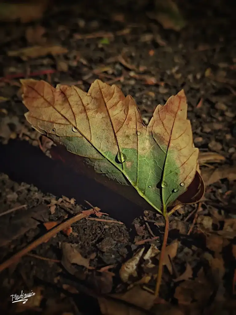 Otoño en la ciudad de Valladolid
