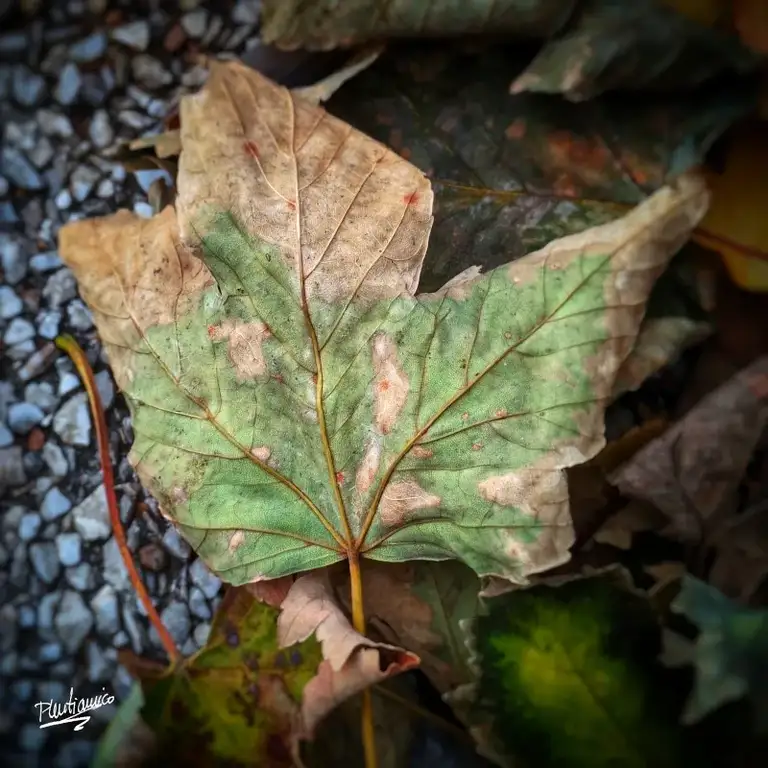 Otoño en la ciudad de Valladolid
