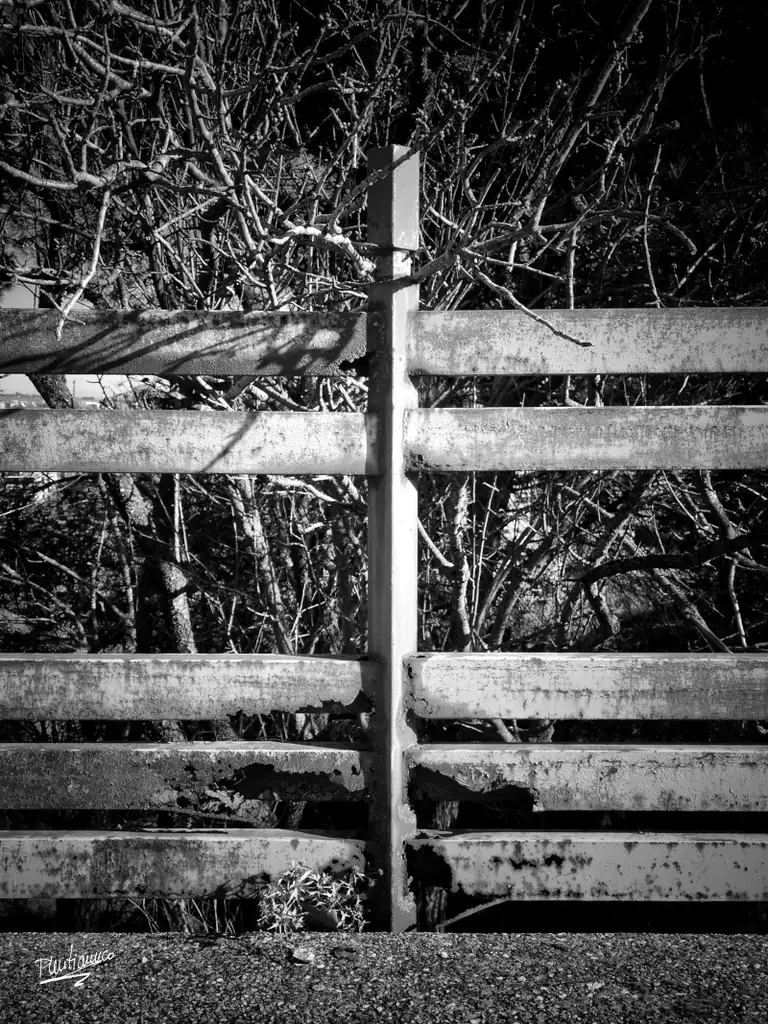 Abandonos en Valladolid